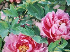 -北京西山国家森林公园