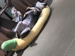 -逗柴咖啡屋·狗咖猫咖宠物桌游