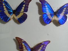 -上海昆虫博物馆