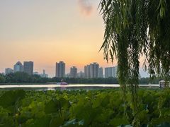 -莲花池公园