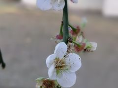 -荔枝公园(福田区)