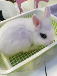 -Moni星球萌宠·小马宝莉·灵蛇·高端高阶全萌宠互动体验俱乐部(红豆国际广场店)