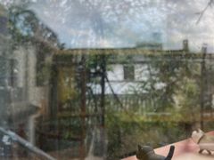 -喵屿·大理花园猫咖