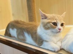 -momokira米努特·德文卷毛猫·棉花面纱犬