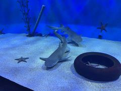 -太平洋海底世界