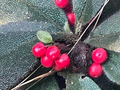 -广州白江湖森林公园