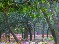 -杭州植物园