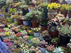 -大自然花鸟鱼虫市场