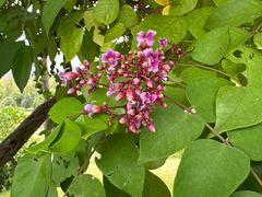 -广西壮族自治区药用植物园