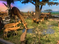 -国家自然博物馆