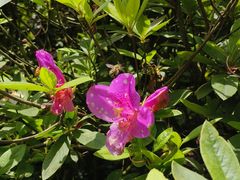 -梧桐山风景名胜区