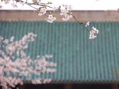 -武汉大学-樱园