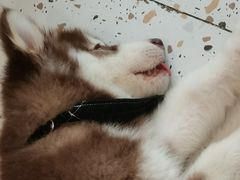-Husky Go!哈士奇体验馆·宠物咖啡厅狗咖