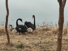 -昆山城市生态森林公园