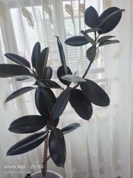 -HEYAN荷妍专业脱毛连锁机构