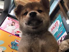 -爱侣宠医·鹦鹉专科·小型哺乳类·异宠专科(灵石路店)