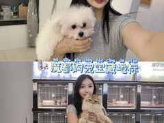 -翊宠yipet猫狗购宠庄园犬舍•猫舍