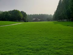 -合肥滨湖国家森林公园