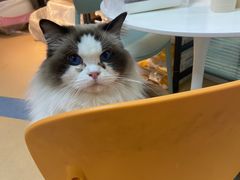 -小叮当动物医院·骨科·眼科