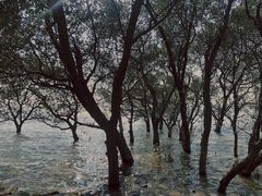 -宝安西湾红树林湿地公园