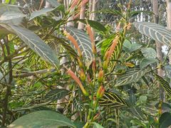 -中国科学院西双版纳热带植物园