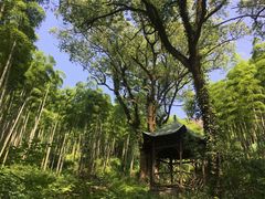-东明山森林公园