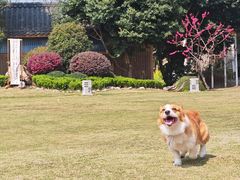 -三圣花乡旅游区