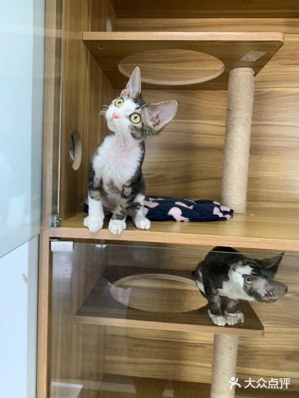 奉贤最萌的猫咪馆 