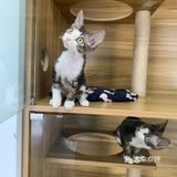 奉贤最萌的猫咪馆 