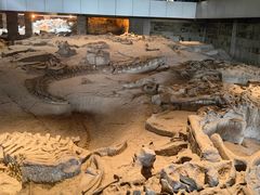 -自贡恐龙博物馆