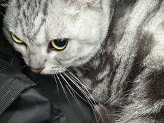 -纳吉亚猫专科动物诊疗中心(蒋宅口分院)