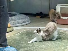 -momokira米努特·德文卷毛猫·棉花面纱犬