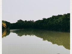 -大湾区中央湿地公园