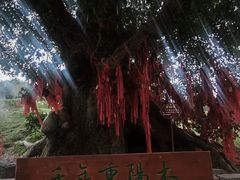-蔡家宅