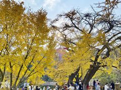 -千年银杏谷文化旅游区