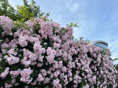 -丹东路渡口(轮渡站)