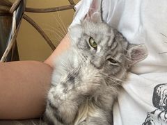 -滚猫咖啡·猫咖·猫友好撸猫(未来城店)