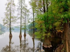 景点-三水森林公园