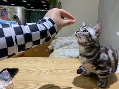 -藏猫猫咖啡主题馆(中央大道店)