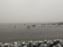 -碧海金沙