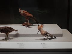 -四川大学博物馆