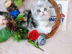 -十年猫舍·猫咪专门店(普陀店)