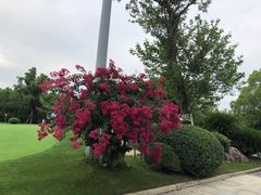 -东庄海岸高尔夫俱乐部