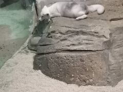 -zoonana室内动物园(东方福来德店)