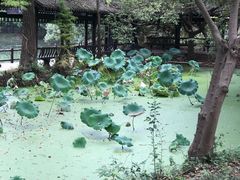 -东湖落雁景区