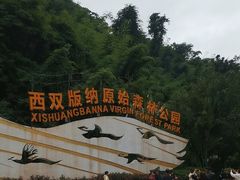 -西双版纳原始森林公园