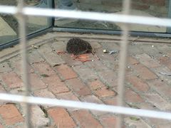 -武汉紫薇都市田园