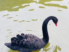 -合肥野生动物园