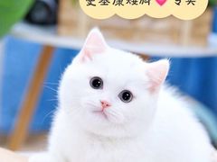 -十年猫舍·猫咪专门店(普陀店)