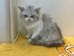 -贝康宠物医院·犬猫全科·小动物特色诊疗中心(东环路店)